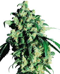 Sensi Seeds Sementes de Cannabis Super Skunk® Feminizadas, 3-25 unidades