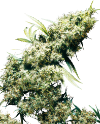 Sensi Seeds კანაფის თესლი Jamaican Pearl® Regular, 10 ც.