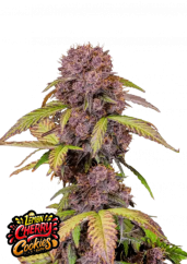 Fast Buds Cannabis Seeds Lemon Cherry Cookies Auto