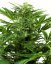 Sensi Seeds Cannabiszaden Mandarin Punch Automatic Feminized, 3-10 stuks