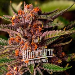 Blimburn Seeds Cannabis Seeds Forbidden Fruit Feminized