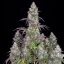 Fast Buds Cannabis Seeds Lemon Pie Auto