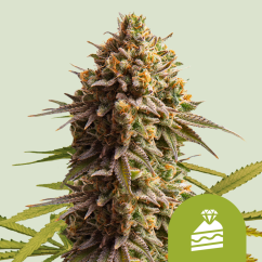 Royal Queen Seeds Cannabiszaden Bruidstaart Auto