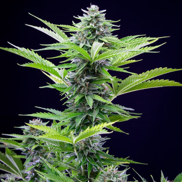 Royal Queen Seeds Cannabis Seeds Fast Eddy Auto (High CBD)