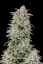 Fast Buds Cannabis Seeds Forbidden Runtz Auto