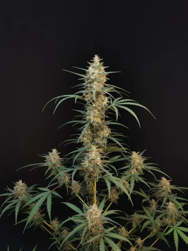 Fast Buds Żrieragħ tal-Kannabis Chemdawg Auto