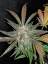 Fast Buds Semi di Cannabis Crema Cookies Auto