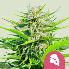 Royal Queen Seeds Żerriegħa tal-Kannabis Royal Cheese - Femminizzata Fast