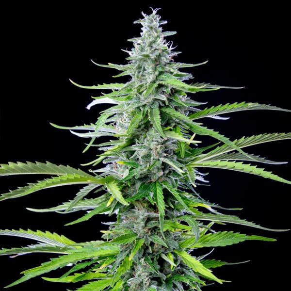 Royal Queen Seeds Konopljina semena Royal Cookies Auto