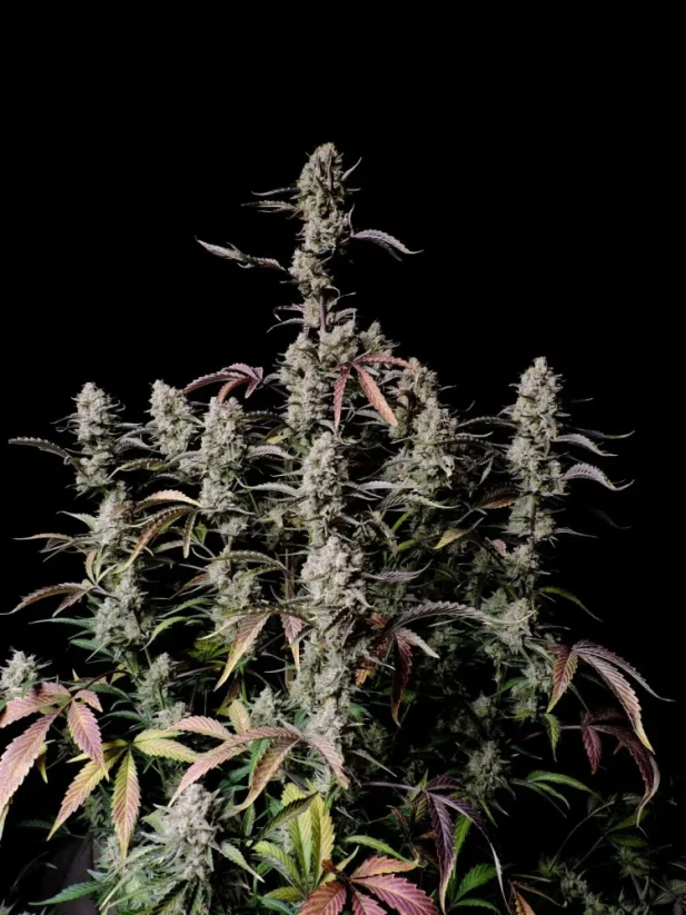 Fast Buds Sementes de Cannabis Gorilla Zkittlez Auto