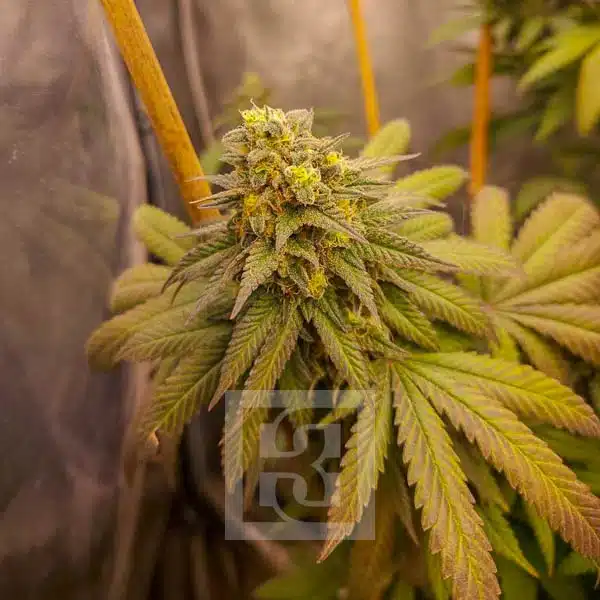 Blimburn Seeds Cannabis Seeds Grizzly Purple Kush Feminized