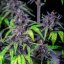 Royal Queen Seeds Cannabis Seeds Purplematic Auto (High CBD)