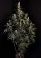 Fast Buds Cannabis Seeds Amnesia Haze Auto