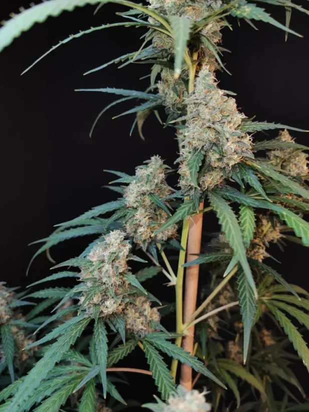 Fast Buds Cannabis Seeds Cheese Auto