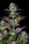 Fast Buds Cannabis Seeds Blueberry Auto