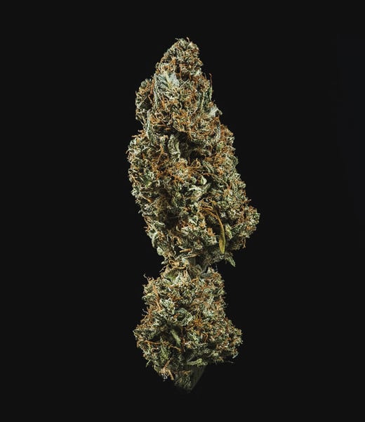 Royal Queen Seeds Sjemenke konoplje Fat Banana Auto