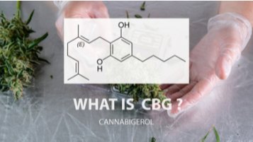 CBG everything you need to know about this cannabinoid