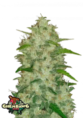 Graines de cannabis Fast Buds Chemdawg Auto