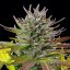 Royal Queen Seeds Cannabiszaden AMG Gefeminiseerd