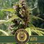 Blimburn Seeds Cannabis Seeds Mamba Negra Auto