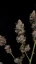 Semillas de Cannabis Fast Buds Northern Lights Auto