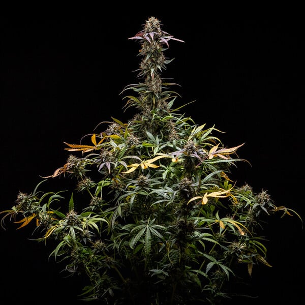 Royal Queen Seeds Żerriegħa tal-Kannabis North Thunderfuck Auto