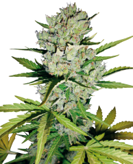 Sensi Seeds White Label Tarafından Üretilen Süper Skunk Otomatik Dişileştirilmiş Kenevir Tohumları, 3-10 Adet