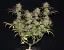 Fast Buds Cannabis Seeds Smoothie Auto