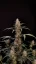 Fast Buds Cannabis Seeds Critical Auto