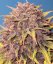 Semillas de Marihuana Fast Buds Purple Lemonade Auto