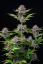 Fast Buds Cannabis Seeds Purple Punch Auto