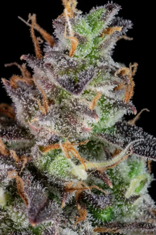 Fast Buds Cannabis Seeds Lemon Pie Auto