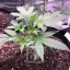 Blimburn Seeds Cannabis Seeds Grizzly Purple Auto