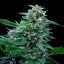 Royal Queen Seeds Cannabis Seeds Stress Killer Auto (High CBD)