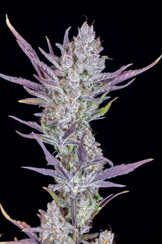 Fast Buds Cannabis Seeds Wedding glue Auto