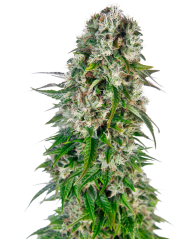 Sensi Seeds Semi di Cannabis Big Bud Automatic® Femminizzati, 3-10 pz