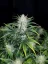 Fast Buds Cannabis Seeds Rhino Ryder Auto