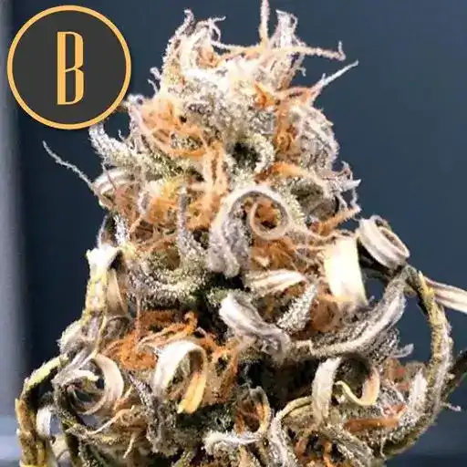 Blimburn Seeds Semillas de cannabis Tangie Auto