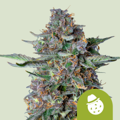 Royal Queen Seeds კანაფის თესლი Do-si-dos Auto