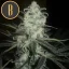 Blimburn Seeds Cannabis Seeds Original Clon Feminized