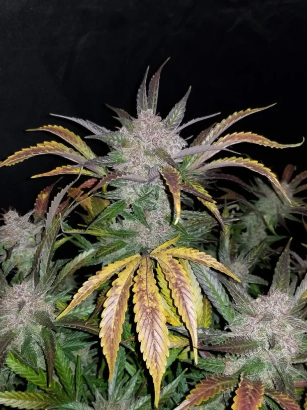 Fast Buds Cannabis Seeds Cream Cookies Auto