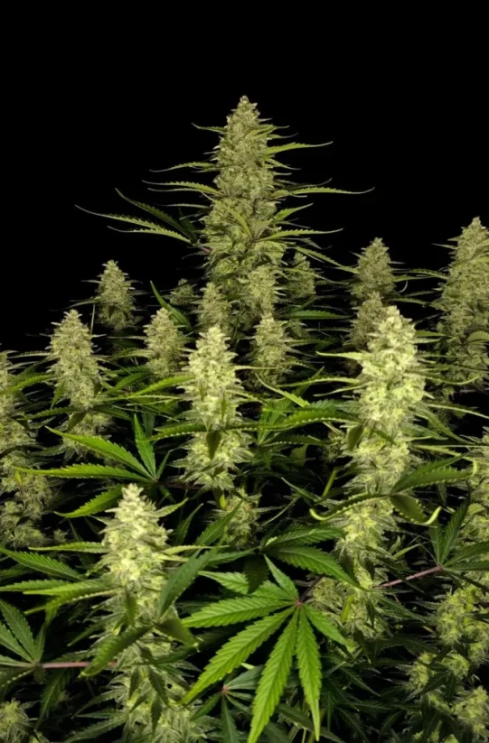 Fast Buds Cannabis Seeds Papaya Cookies Auto