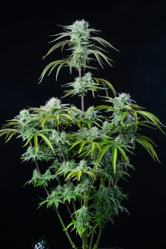 Fast Buds Cannabis Seeds Strawberry Banana Auto