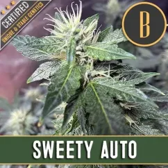 Blimburn Seeds კანაფის თესლი Sweety Auto