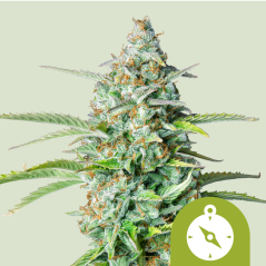 Royal Queen Seeds Sementes de Cannabis Northern Light Auto