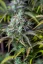 Fast Buds Cannabis Seeds Big Bud Auto