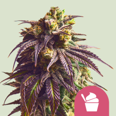 Royal Queen Seeds Cannabis Seeds Sundae Driver Nőiesített