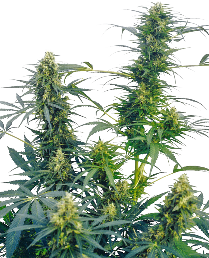 Sensi Seeds Семена от канабис Guerrilla's Gusto® Regular, 10 бр.