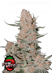 Fast Buds Cannabis Seeds Ztrawberriez Auto