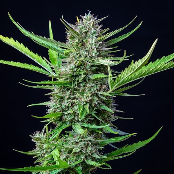 Royal Queen Seeds Cannabis Seeds Mimosa Auto